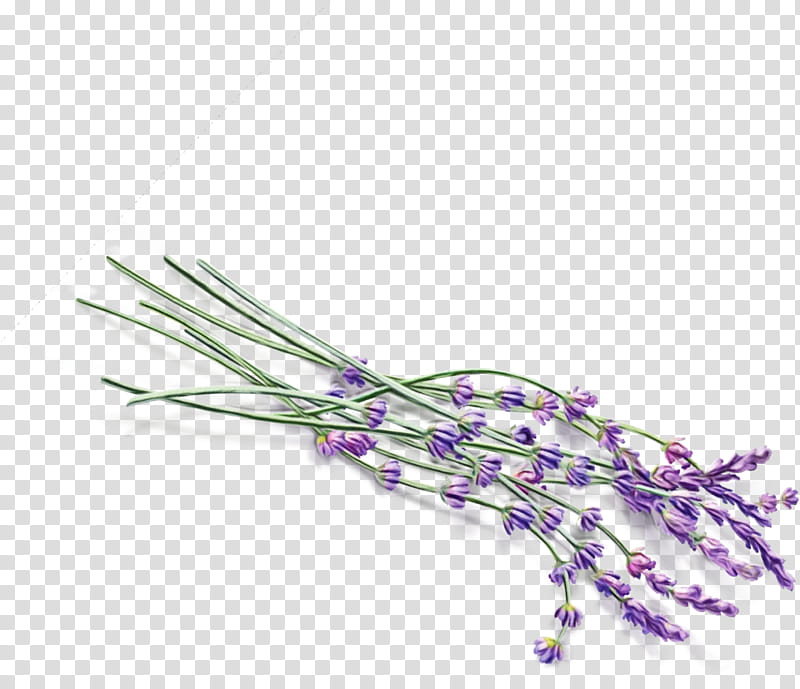 Oil Painting Flower, Watercolor, Wet Ink, English Lavender, Lavender Oil, Purple, Violet, Drawing transparent background PNG clipart