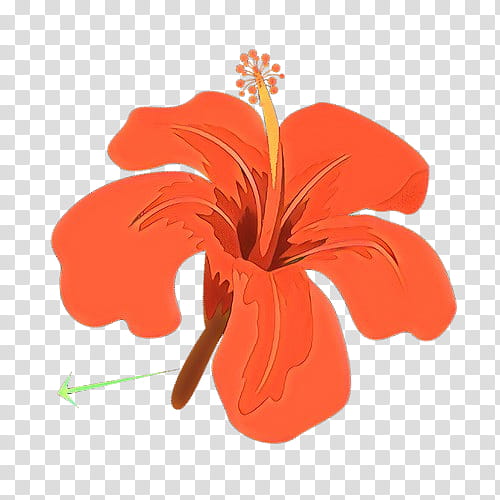 Orange, Cartoon, Hibiscus, Flower, Hawaiian Hibiscus, Plant, Chinese Hibiscus, Petal transparent background PNG clipart
