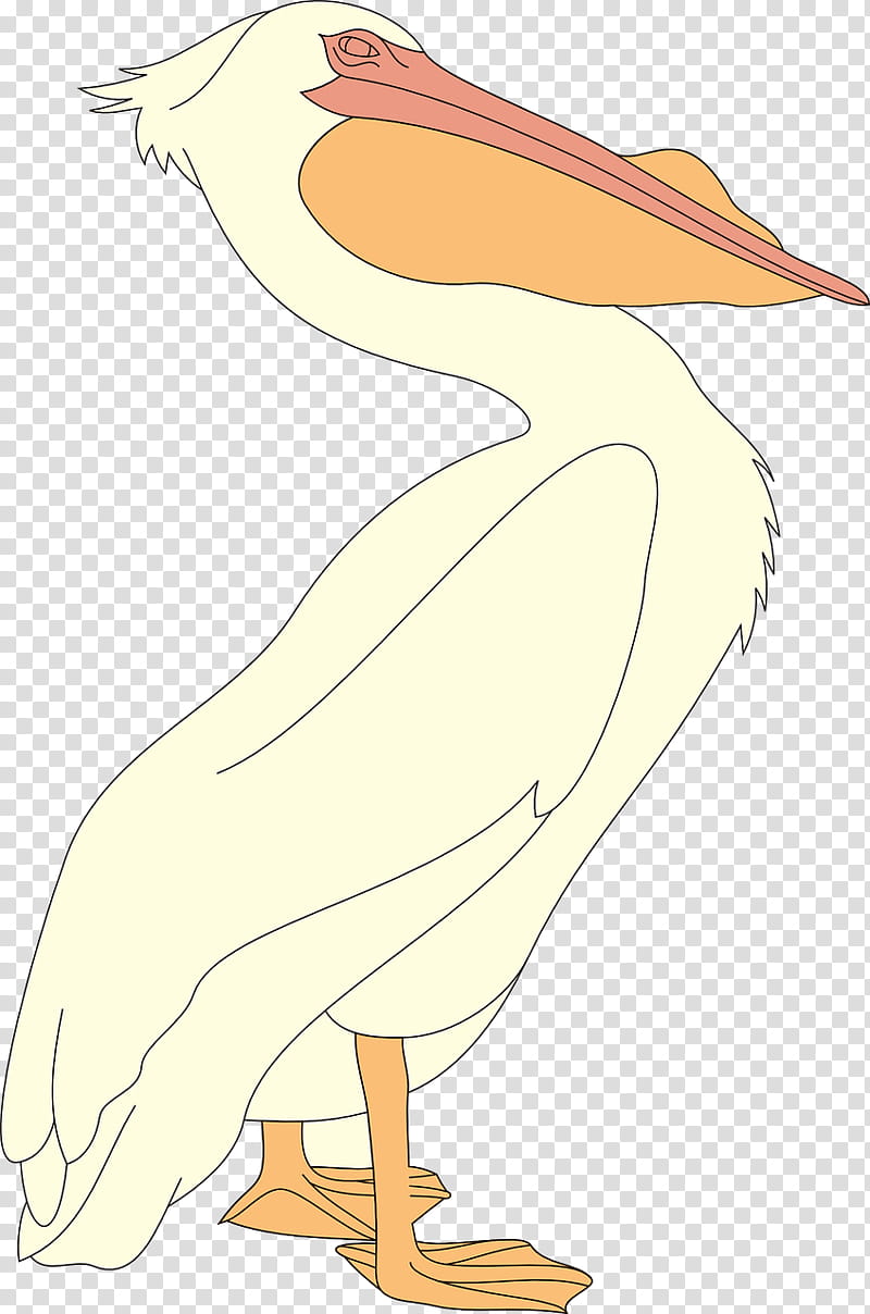 Cartoon Bird, Pelican, Beak, Seabird, Pelecaniformes, Water Bird, Stork, Feather transparent background PNG clipart