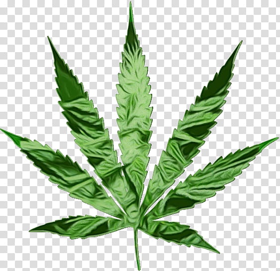 Cannabis Leaf, Watercolor, Paint, Wet Ink, Cannabis Smoking, Hemp, Medical Cannabis, Legalization transparent background PNG clipart