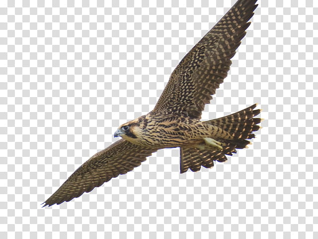 Eagle Drawing, Falcon, Flight, Peregrine Falcon, Bird, Prairie Falcon, Hawk, Coopers Hawk transparent background PNG clipart