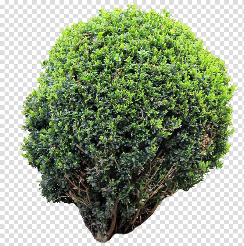 Bus, Tree, Shrubland, Vegetation, Number, Thumb, Subshrub, Language transparent background PNG clipart