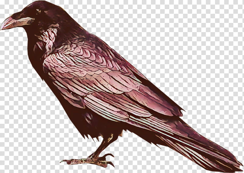 bird raven beak crow european starling, Perching Bird transparent background PNG clipart