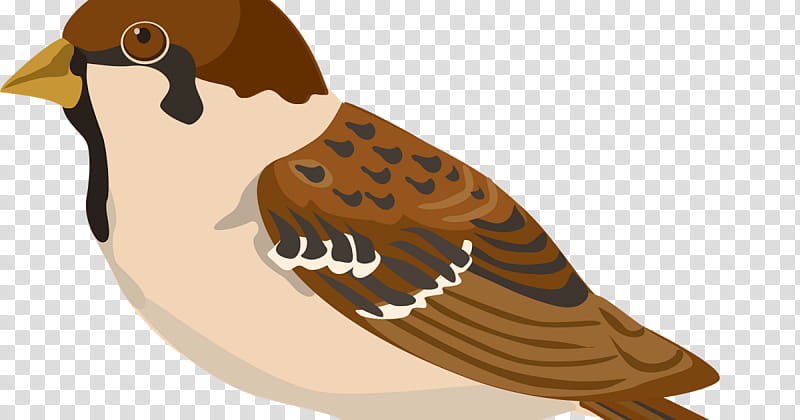 Cartoon Bird, Sparrow, House Sparrow, Eurasian Tree Sparrow, Desert Sparrow, Moineau transparent background PNG clipart