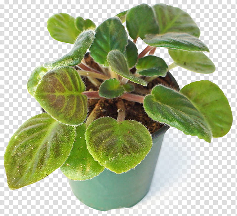 Green Leaf, Houseplant, Flowerpot, Fortwhyte Alive, Philodendron, Seekingarrangement, Resource, Flora transparent background PNG clipart