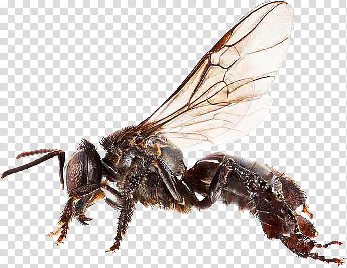 Bee, Trigona, Heterotrigona Itama, Honey Bee, Insect, Species, Food, Stingless Bee transparent background PNG clipart