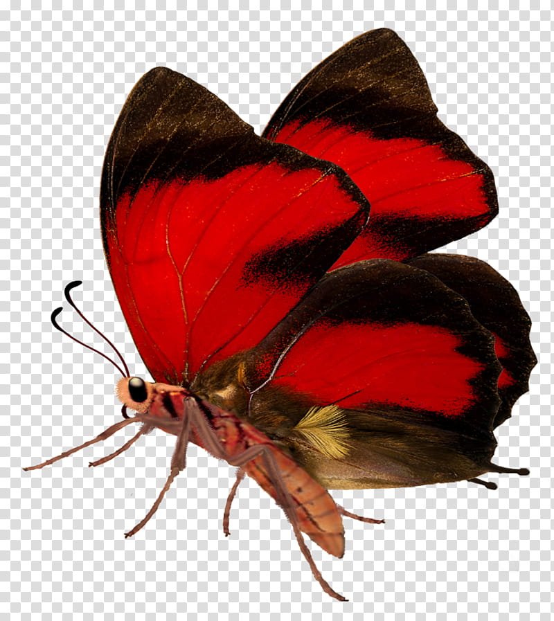 butterflies, red and black butterfly transparent background PNG clipart