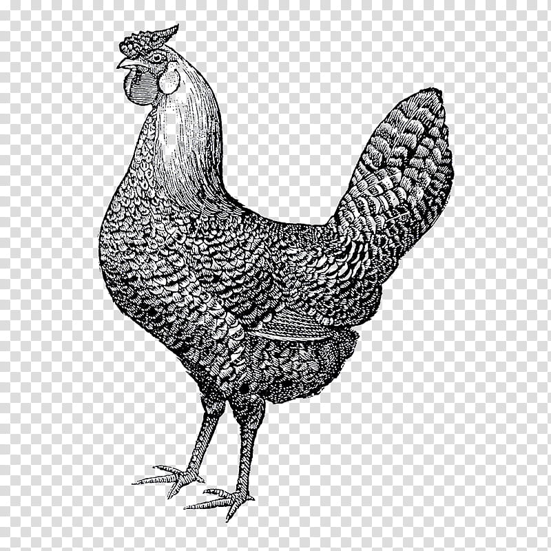 Bird, Chicken, Farmhouse, Free Range, Rooster, Poultry, Beak, Black And White transparent background PNG clipart