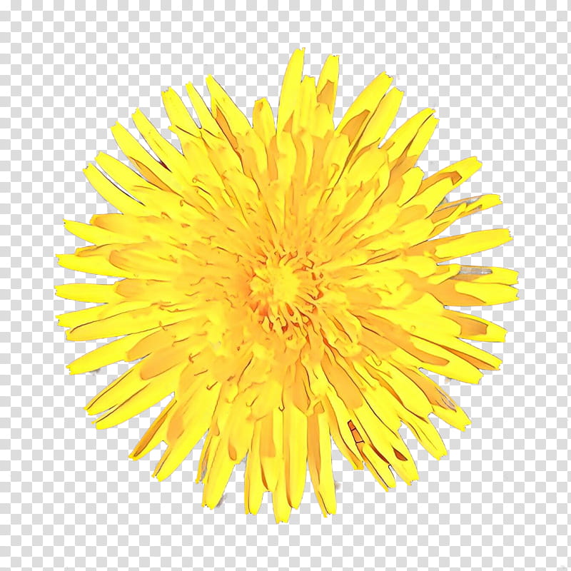 Web Design, Dandelion, Daisy Family, Yellow, Flower, Sow Thistles, Pollen, Plant transparent background PNG clipart