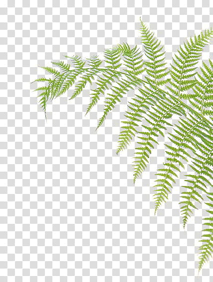 , green fern art transparent background PNG clipart