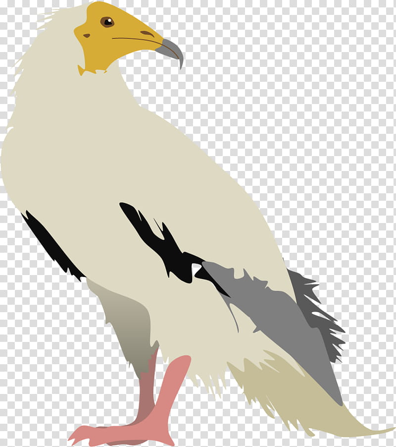 Eagle Drawing, Bird, Egyptian Vulture, Turkey Vulture, Griffon Vulture, Bird Of Prey, Bearded Vulture, Beak transparent background PNG clipart
