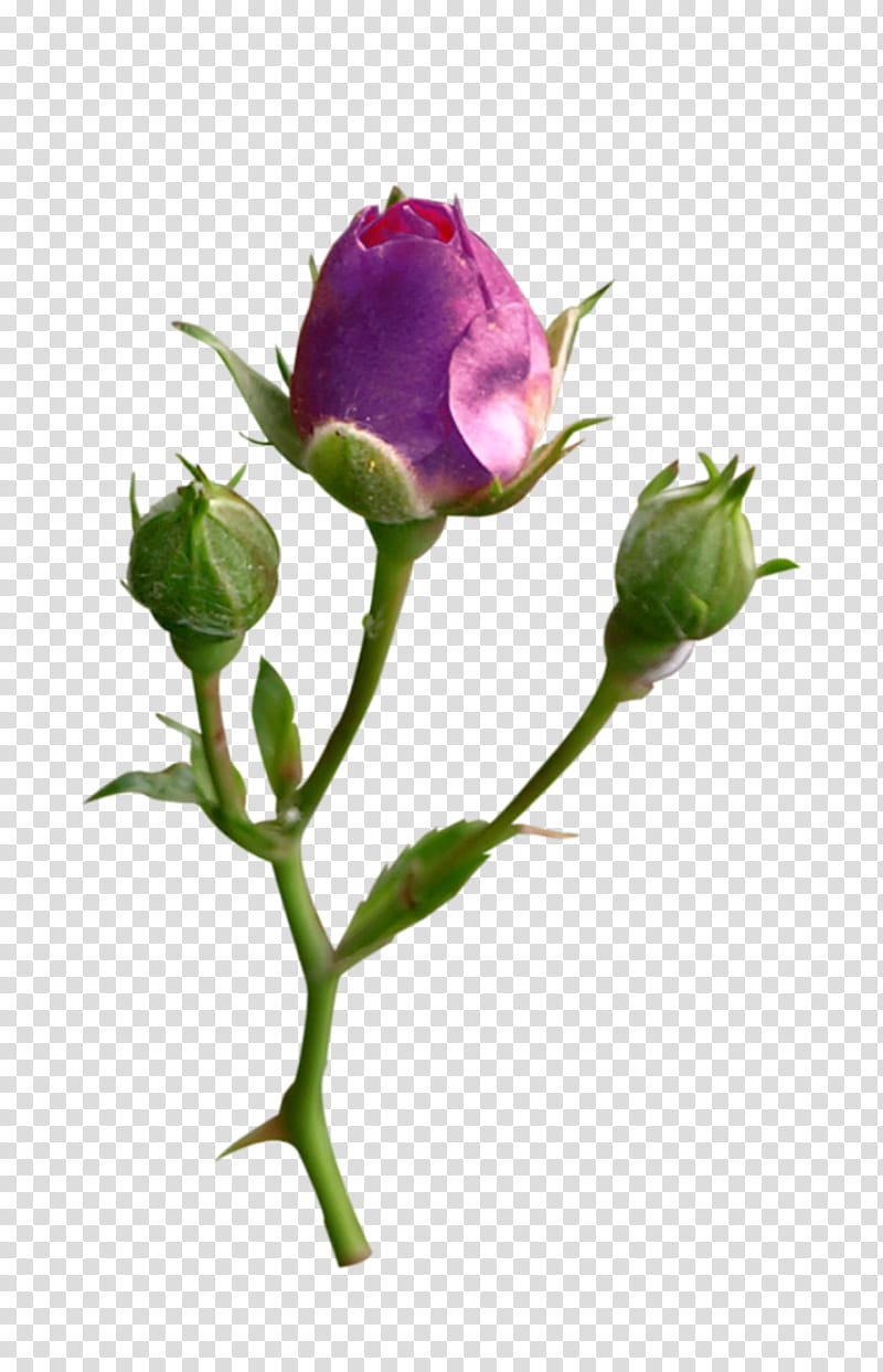 Rose, Flower, Plant, Bud, Pink, Petal, Violet, Rose Family transparent background PNG clipart
