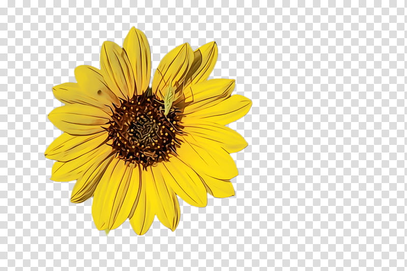 Vase Flower, Sunflower, Flora, Bloom, Common Sunflower, Vase With Three Sunflowers, Yellow, Plant transparent background PNG clipart