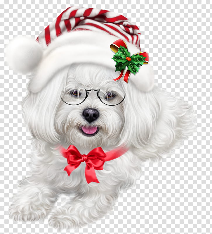 White Christmas, Maltese Dog, Shih Tzu, Puppy, Havanese Dog, Lhasa Apso, Little Lion Dog, Yorkshire Terrier transparent background PNG clipart