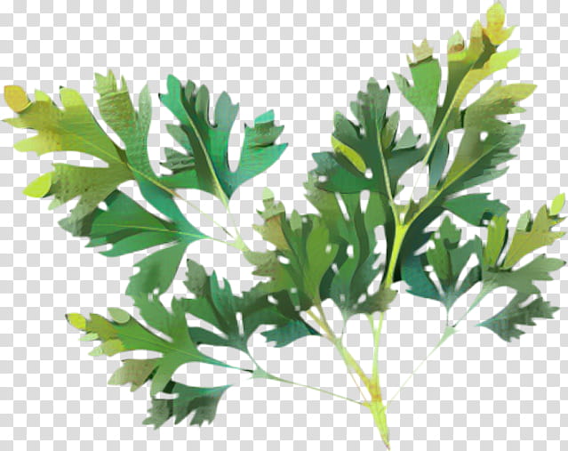 Cartoon Plane, Parsley, Lovage, Plant Stem, Herb, Herbalism, Subshrub, Branch transparent background PNG clipart
