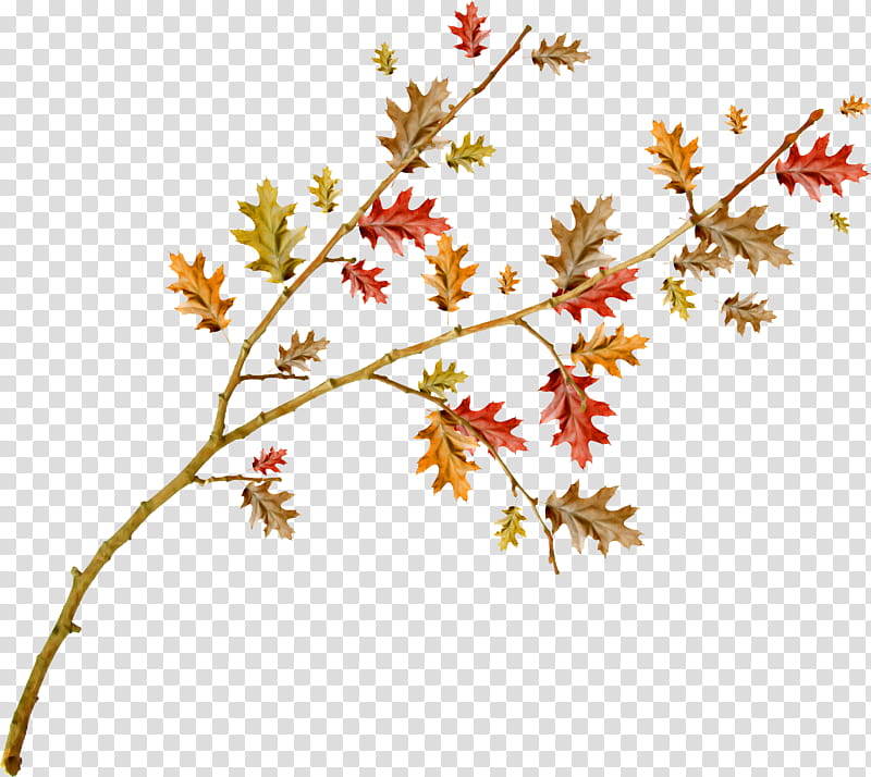 Autumn Tree Branch, Net, Painting, Leaf, Plant Stem, 2018, Plants, Advertising transparent background PNG clipart