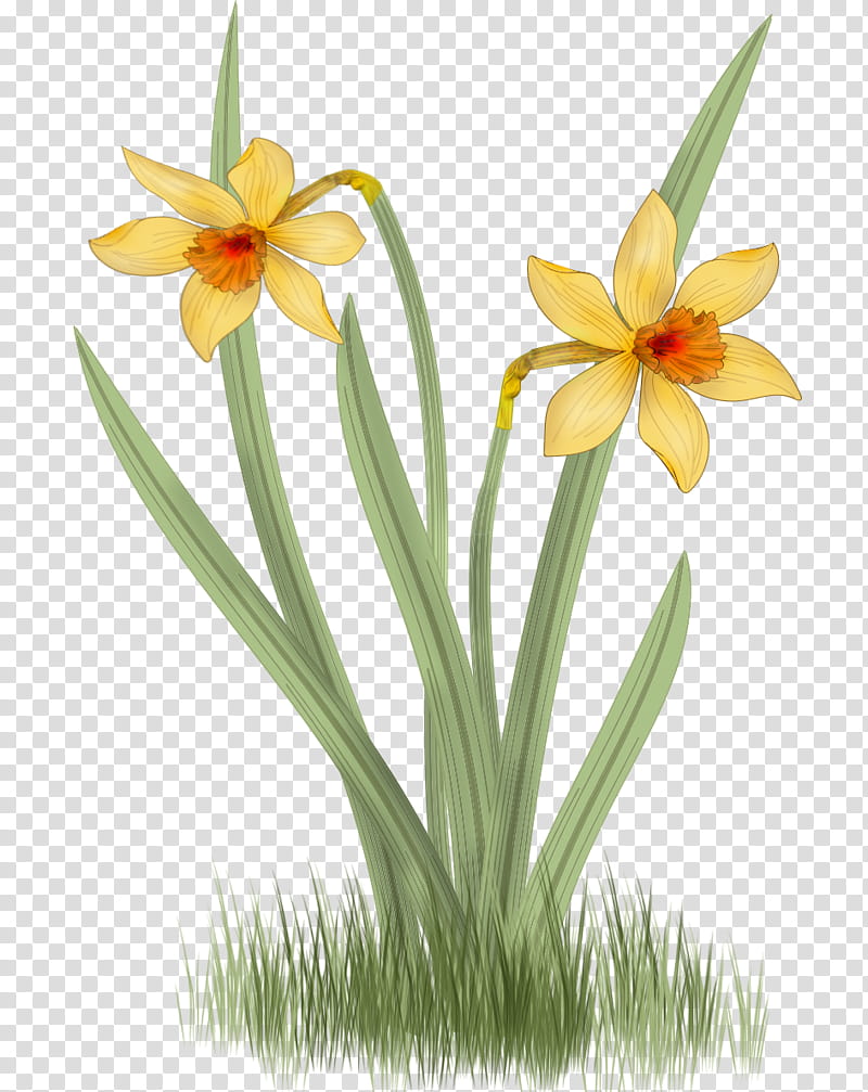yellow daffodils painting transparent background PNG clipart