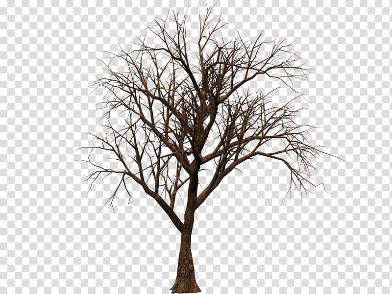 Trees , brown withered tree transparent background PNG clipart