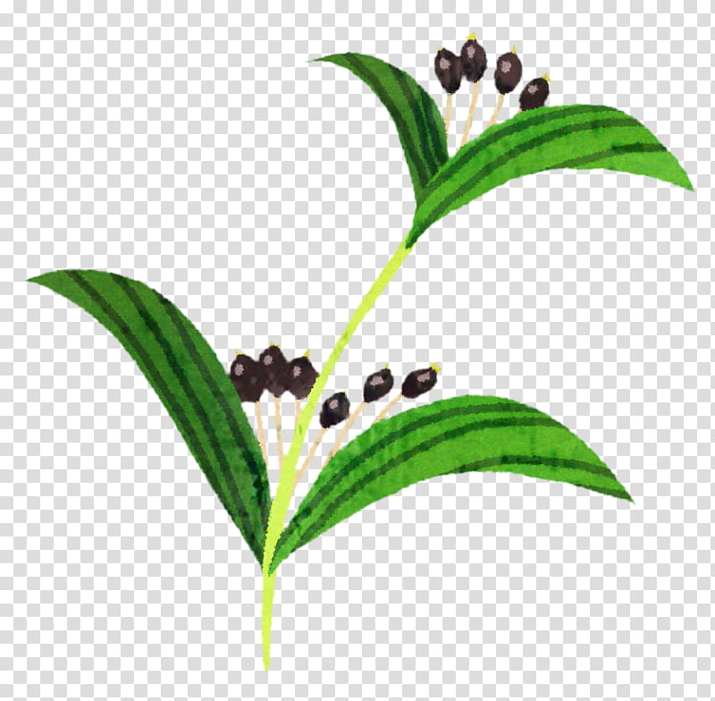 Leaf Green Tea, Adlay, Barley Tea, Extract, Food, Health, Molluscum Contagiosum, Menopause transparent background PNG clipart