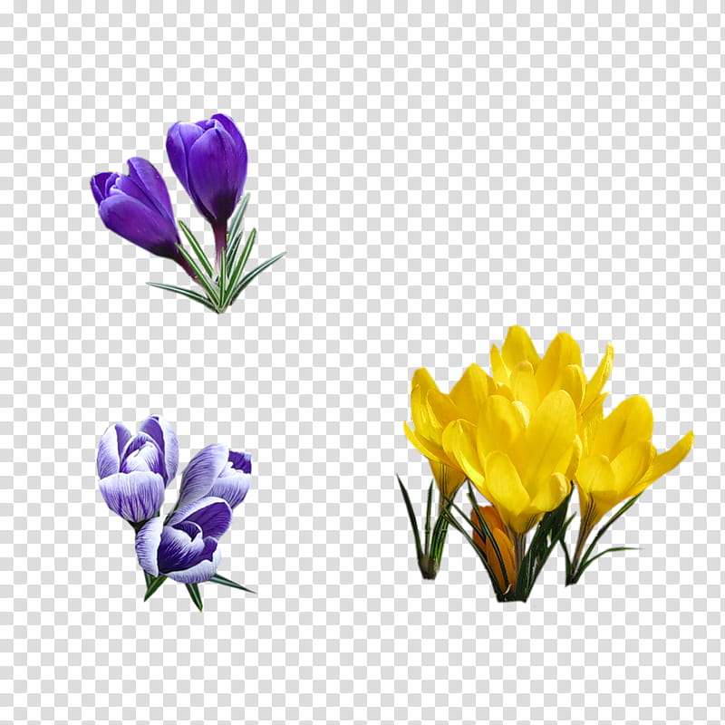 Blue Iris Flower, Spring
, Violet, Yellow, Season, Green, Daytime, Equinox transparent background PNG clipart