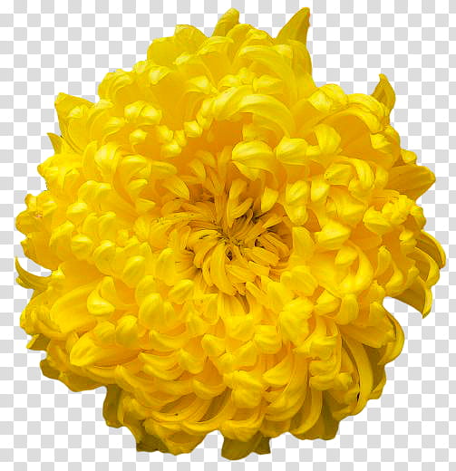 Yellow , yellow mums flower transparent background PNG clipart