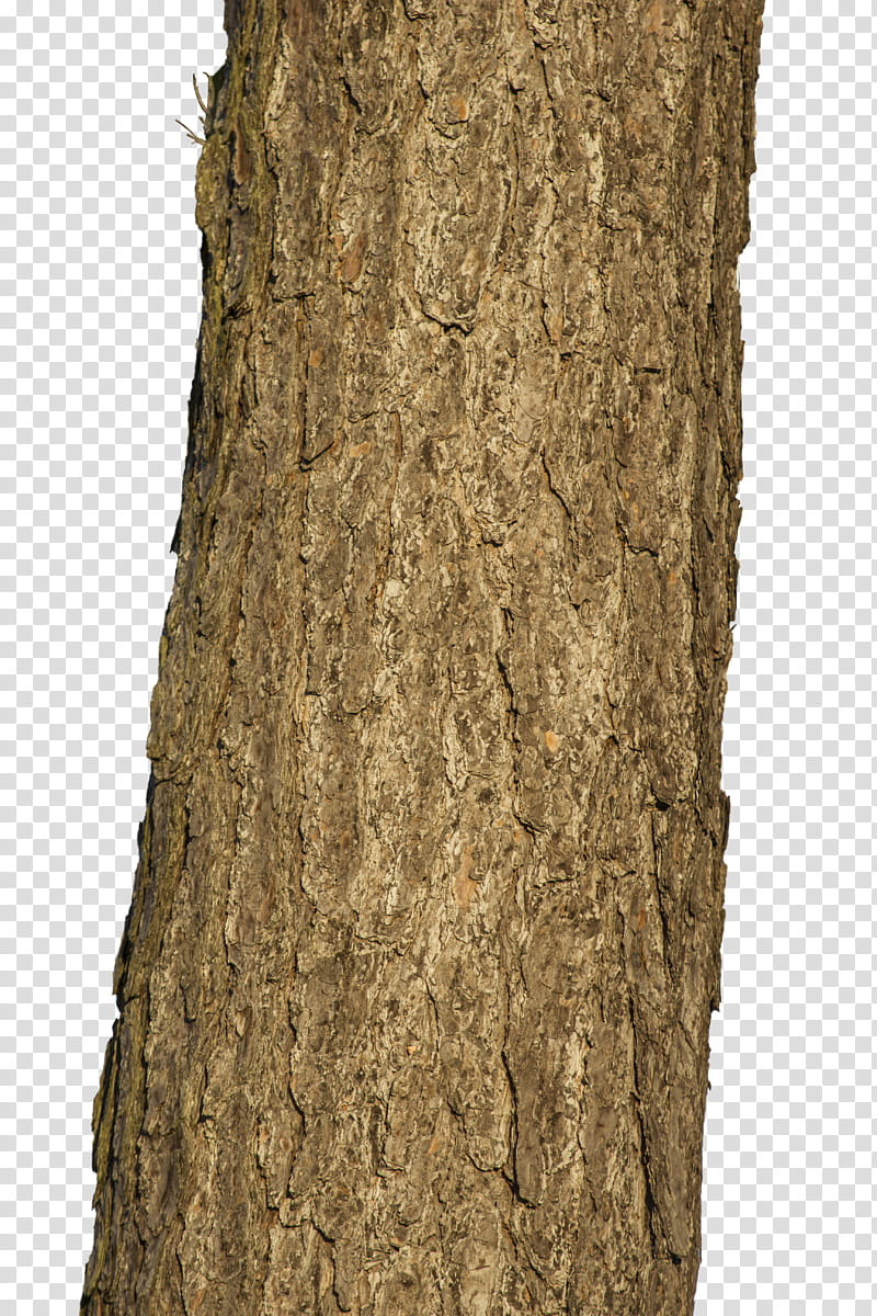 Tree trunk, brown tree trunk transparent background PNG clipart