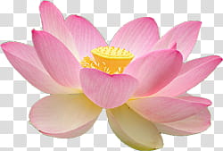 Aniversario Mis Pedidos shop, pink lotus flower in bloom transparent background PNG clipart