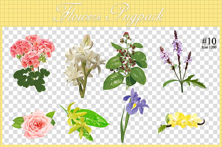 Flowers , assorted-type of flowers artwork transparent background PNG clipart
