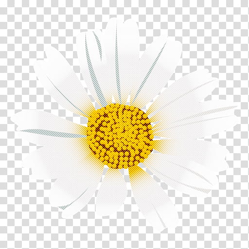 Daisy, Yellow, Chamomile, Flower, Camomile, Mayweed, Plant, Pollen transparent background PNG clipart