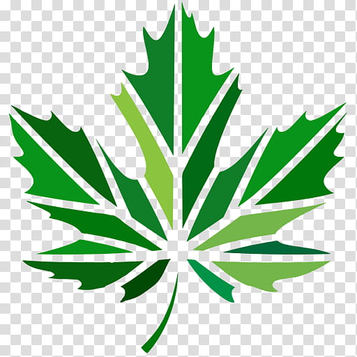 Family Tree, Maple Leaf, Green, Logo, Fotolia, Plant, Plane, Hemp Family transparent background PNG clipart