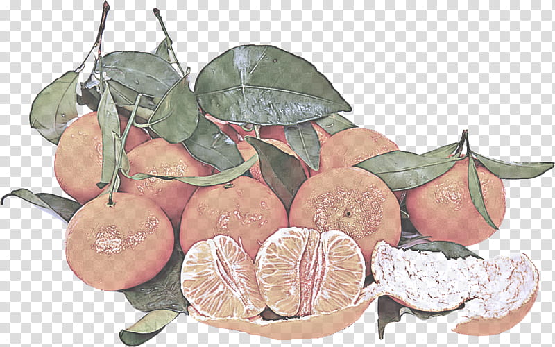 leaf fruit plant anthurium tree, Citrus, Vegetarian Food, Grapefruit transparent background PNG clipart