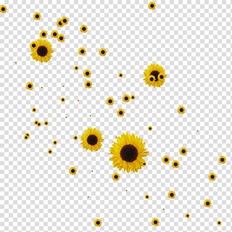 Sunflower Brushes, yellow sunflowers transparent background PNG clipart