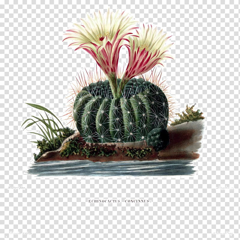 Cactus, Succulent Plant, Garden, Saguaro, Cactus Garden, Echinocactus, Caryophyllales, Flowerpot transparent background PNG clipart