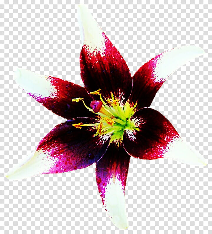 Wine Red and White Lily transparent background PNG clipart
