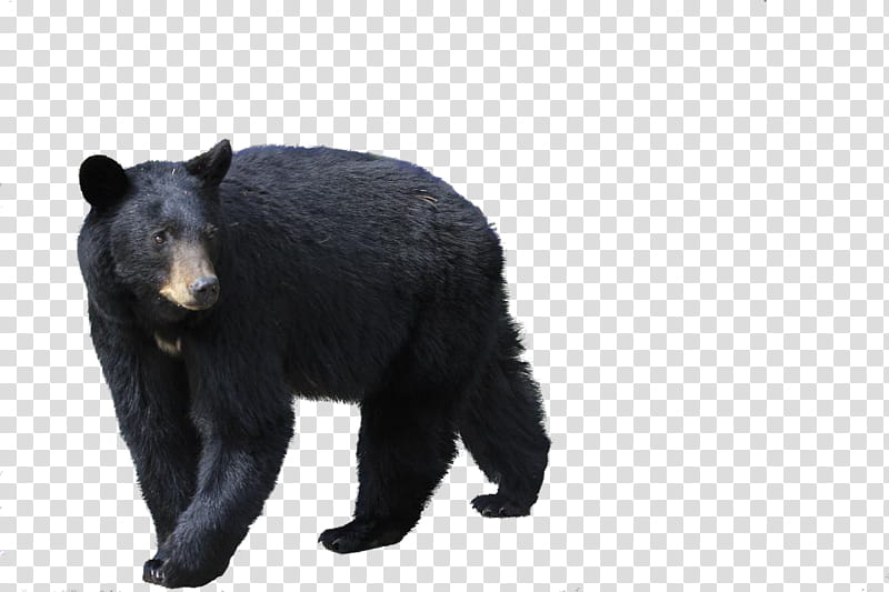 bear, grizzly bear transparent background PNG clipart