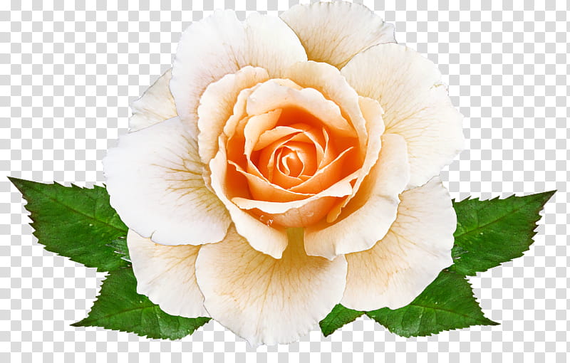 Garden roses, Flower, Flowering Plant, Julia Child Rose, White, Petal, Rose Family, Floribunda transparent background PNG clipart