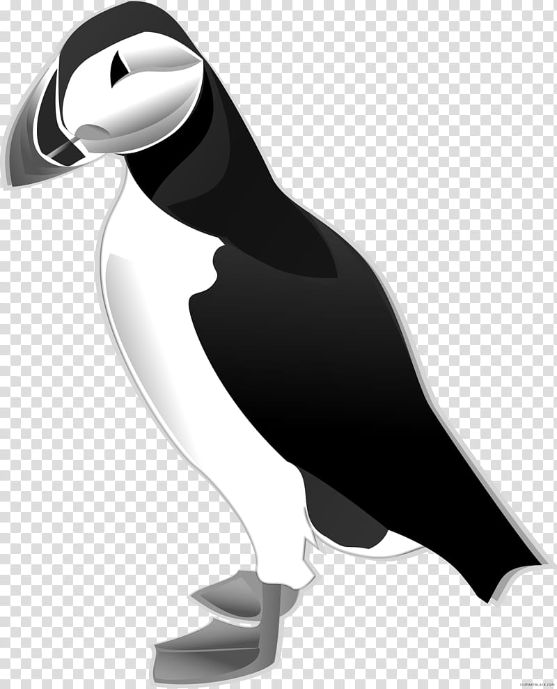 Penguin, Bird, Atlantic Puffin, Shorebirds, Auk, Horned Puffin, Drawing, Beak transparent background PNG clipart