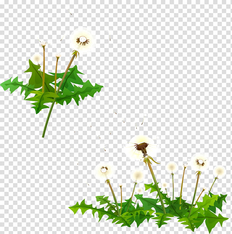 Green Grass, Dandelion, Plants, Flower, Plant Stem, Leaf, Dandelions Promise, Seed transparent background PNG clipart