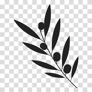 Branch of fesh olives vector sketch Sketch of olive tree branch with green  olives bunch vector isolated icon or symbol for  CanStock