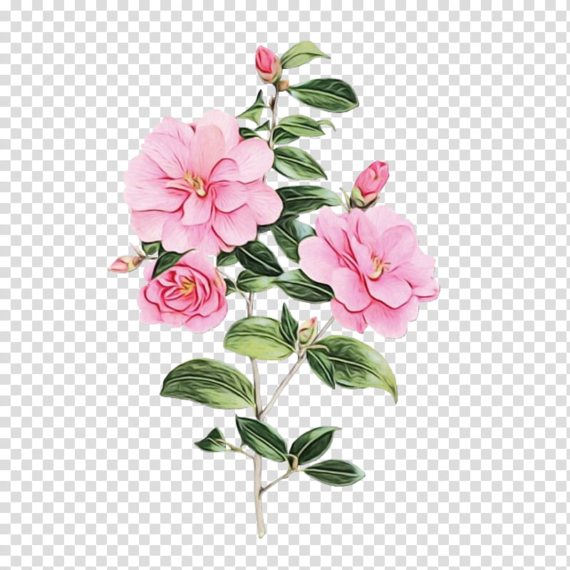 Floral Flower, Cabbage Rose, Garden Roses, Cut Flowers, Petal, Floral Design, Cranesbill, Plant Stem transparent background PNG clipart