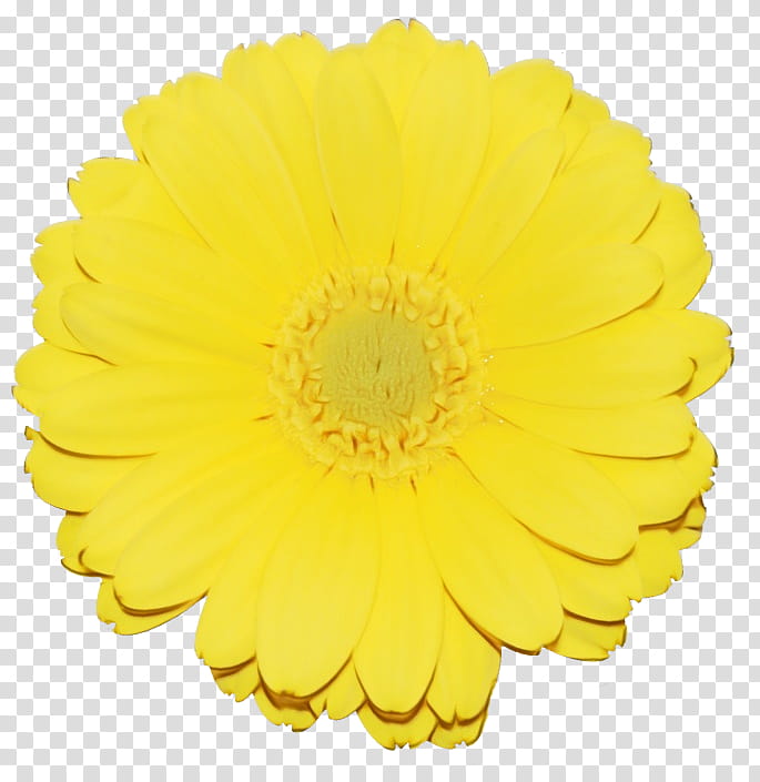 yellow flower english marigold gerbera petal, Watercolor, Paint, Wet Ink, Plant, Cut Flowers, Pollen transparent background PNG clipart