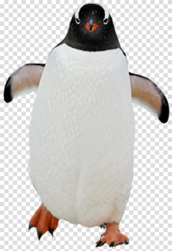 Penguin, Kowalski, Skipper, Emperor Penguin, Penguins Of Madagascar, Flightless Bird, Gentoo Penguin, Rockhopper Penguin transparent background PNG clipart