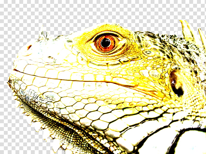 reptile lizard green iguana iguana iguania, Iguanidae, Scaled Reptile, Agama, Dragon Lizard, Wall Lizard transparent background PNG clipart