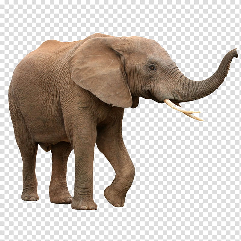 Elephant, African Bush Elephant, Asian Elephant, Rhinoceros, Lion, Tusk, Male, Fauna Of Africa transparent background PNG clipart