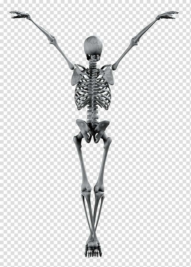 Skeleton, skeleton D dancing transparent background PNG clipart