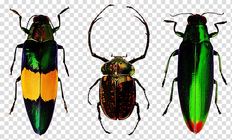 Tiger, Scarabs, Ladybird Beetle, Polyphaga, Tiger Beetle, Arthropod, Halyzia Sedecimguttata, Eupoecila Australasiae transparent background PNG clipart