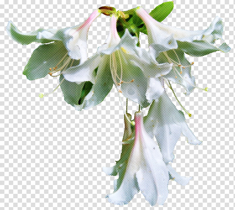 flower white plant petal cut flowers, Bouquet, Angels Trumpets transparent background PNG clipart