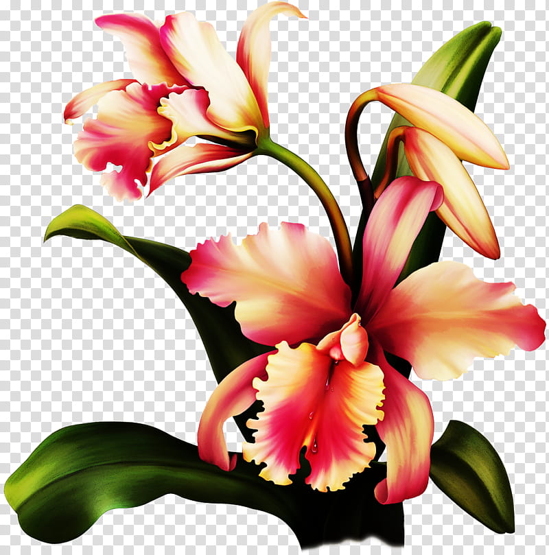 Artificial flower, Petal, Plant, Cut Flowers, Pink, Orange, Orchid, Cattleya transparent background PNG clipart