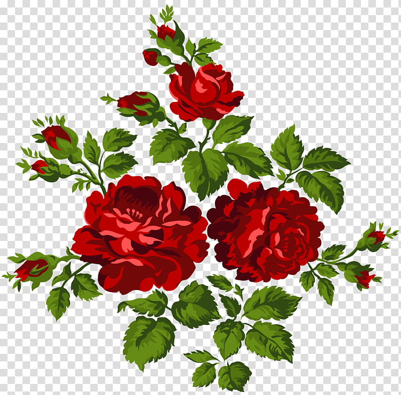 Roses, red roses illustraiton transparent background PNG clipart