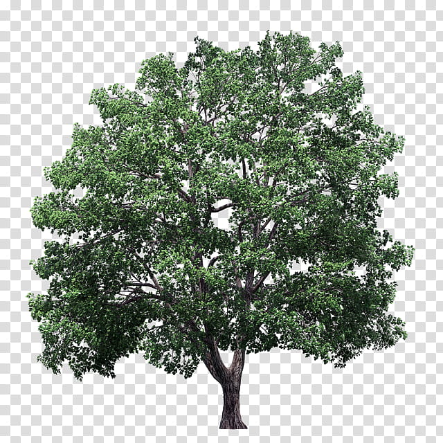 Sycamore Tree, Crown, Plane Trees, Sycamore Maple, Elm, Hedge, Norway Maple, Oak transparent background PNG clipart